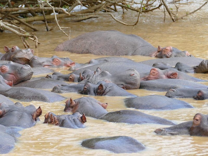 A hippo family resting on the shore of Lake St Lucia