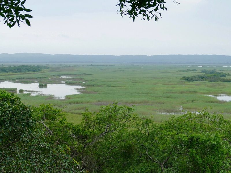 Wetlands and grassland in the iSimangaliso Wetland Park