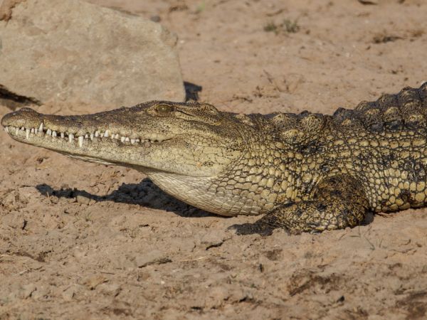 Nile Crocodile