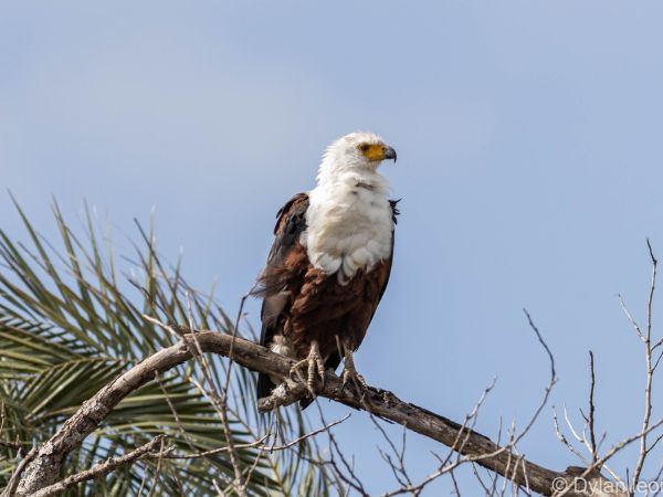African Fish-Eagle