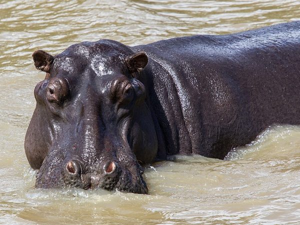 Common Hippopotamus