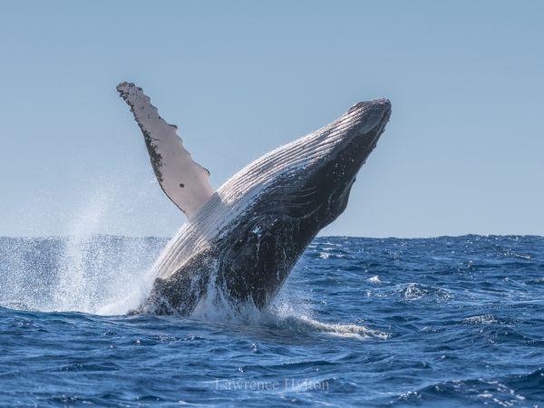 A humpback whale