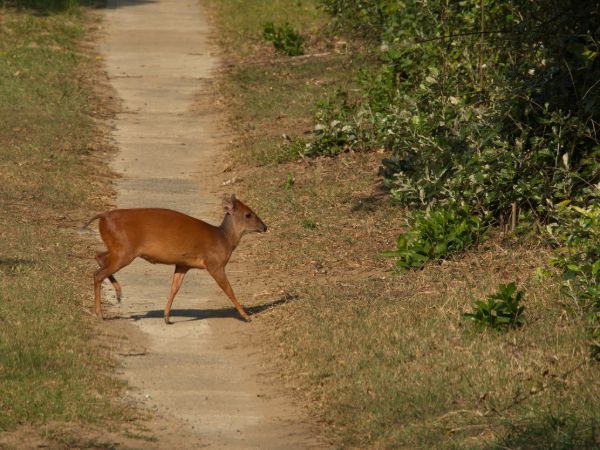 Red Forest Duiker